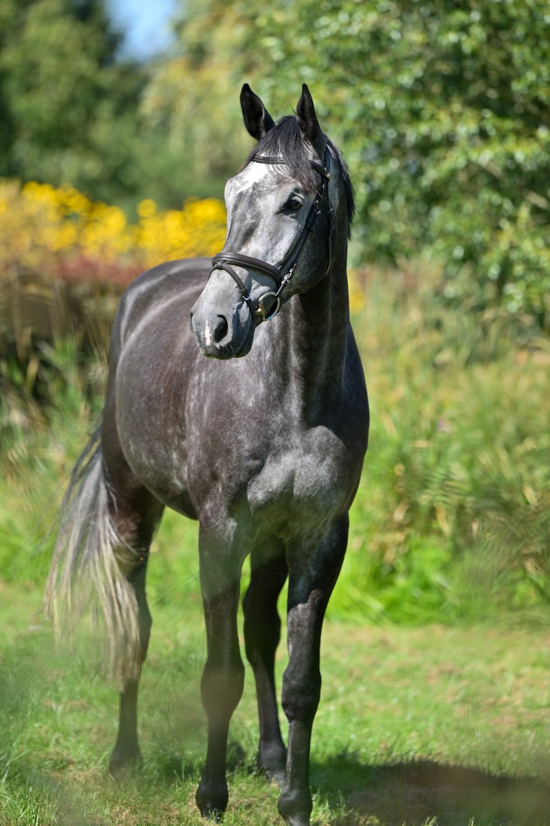Constantin_946_4302