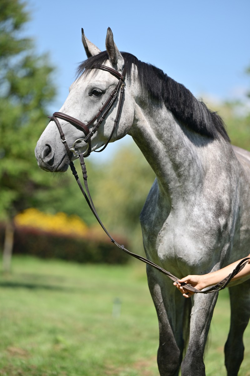 Dellbrueck_946_3933_