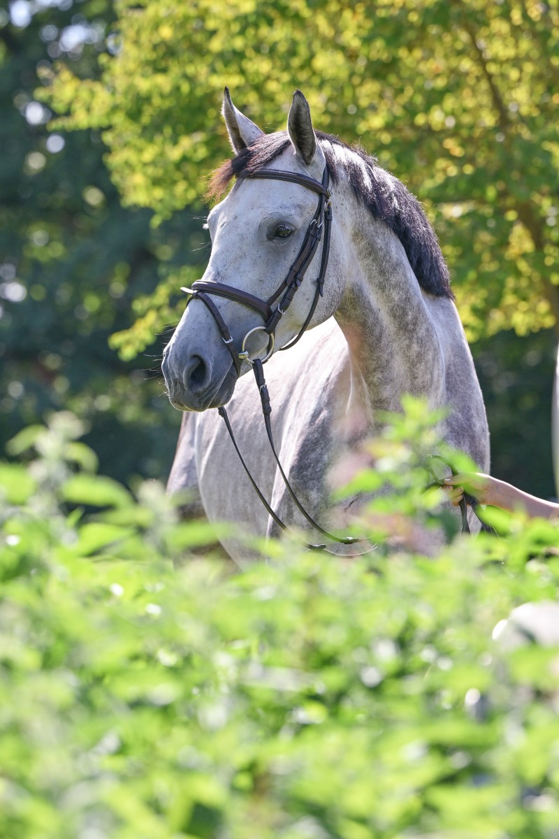 Dellbrueck_946_4067-2_