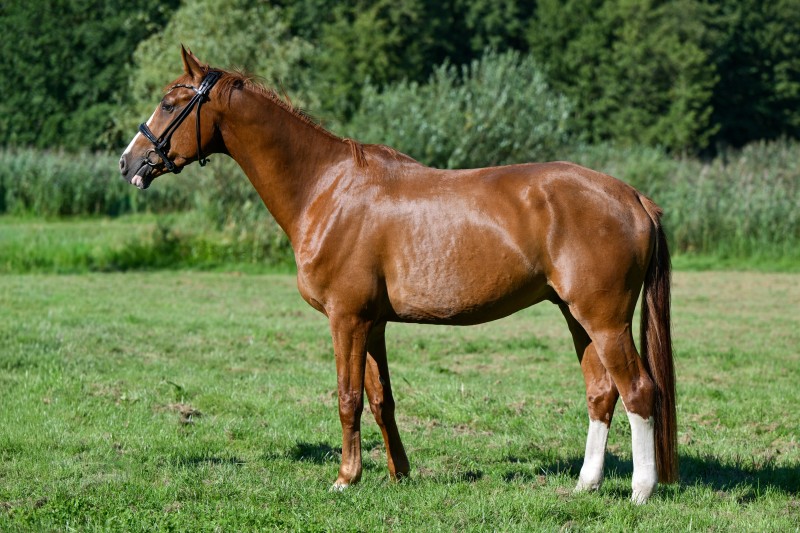 Sir Winnie Puh_946_5191-2_