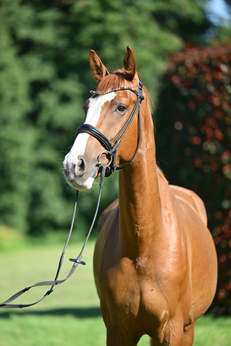 Sir Winnie Puh_946_5303_