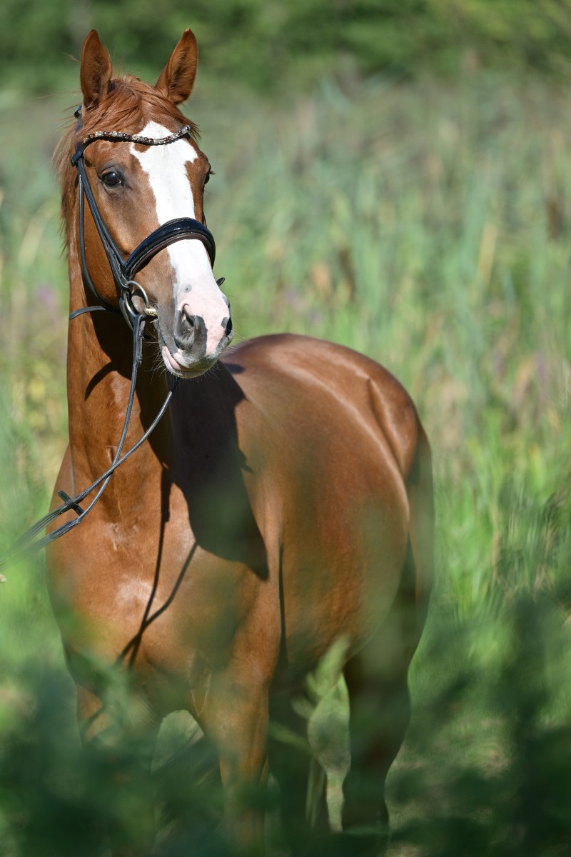 Sir Winnie Puh_946_5317_