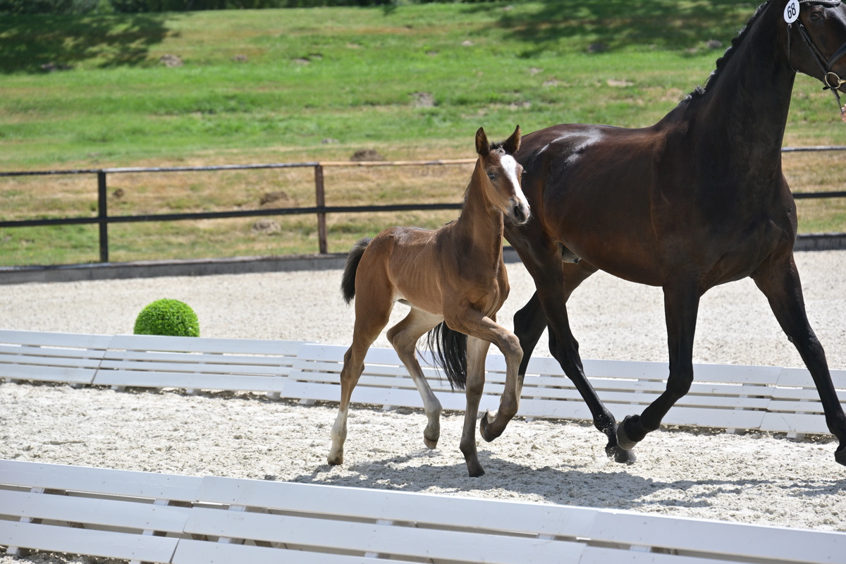 schroeder_68_Escamillo - First Choice_935_3831_M (max. 1200px)_40646fac_