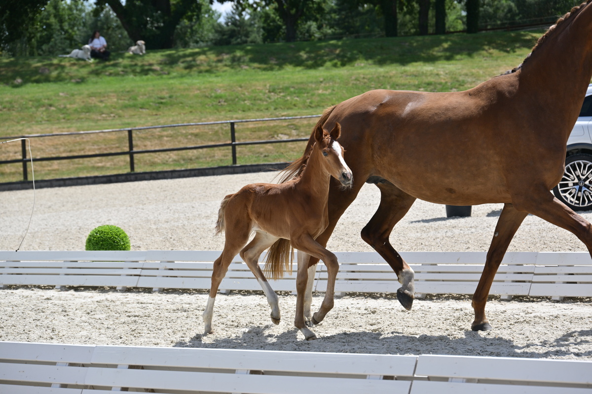 schroeder_71_Bon Bolero - Foundation_935_4025_M (max. 1200px)_494e7c86_