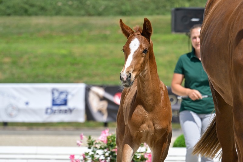 schroeder_71_Bon Bolero - Foundation_935_4070_M (max. 1200px)_12b57378_
