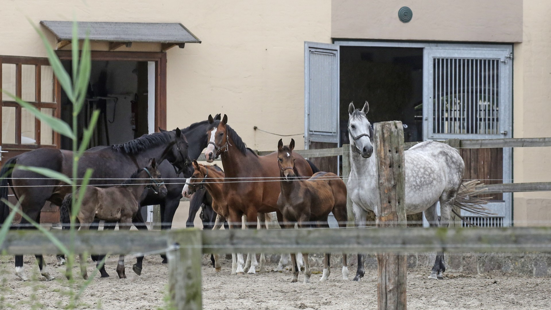 190716_Horstfelde-40_gruppe paddock