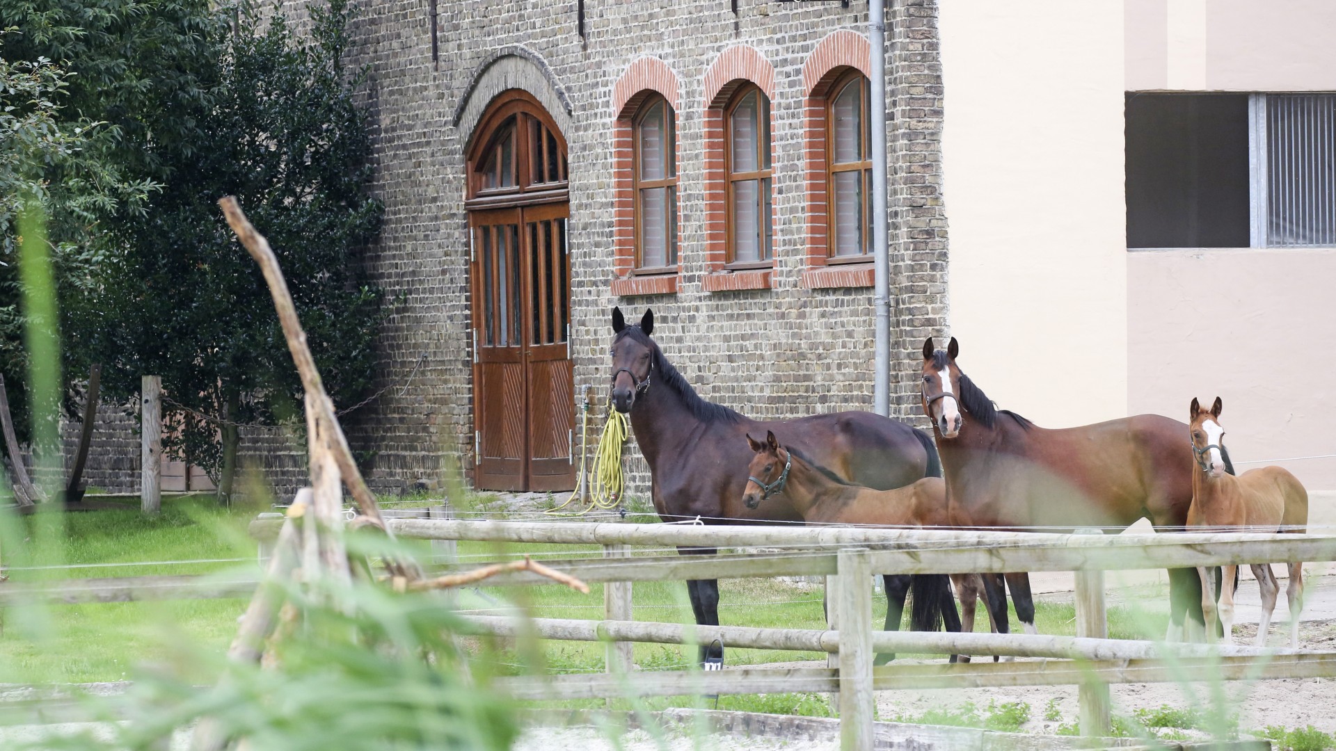 190716_Horstfelde-49_gruppe paddock