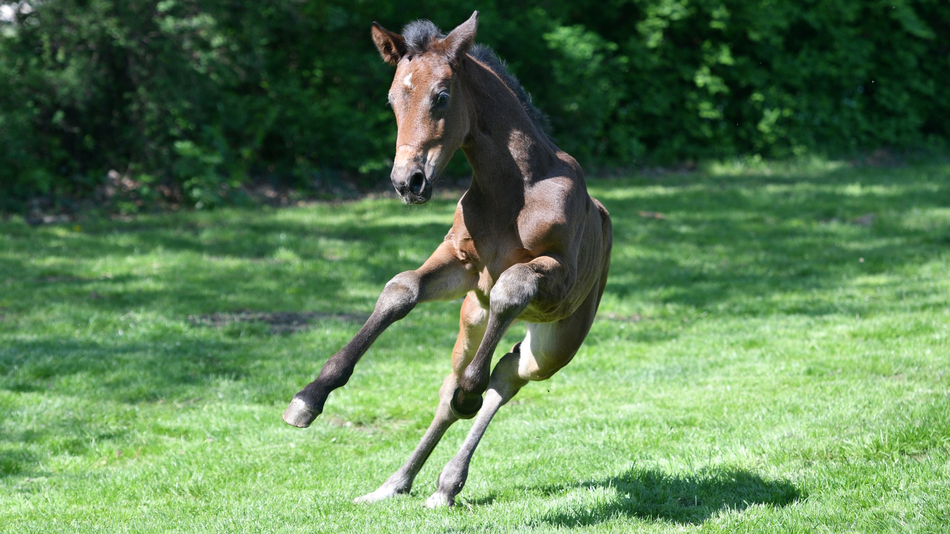 603_Horstfelde_2019_Foto Schroeder__3544