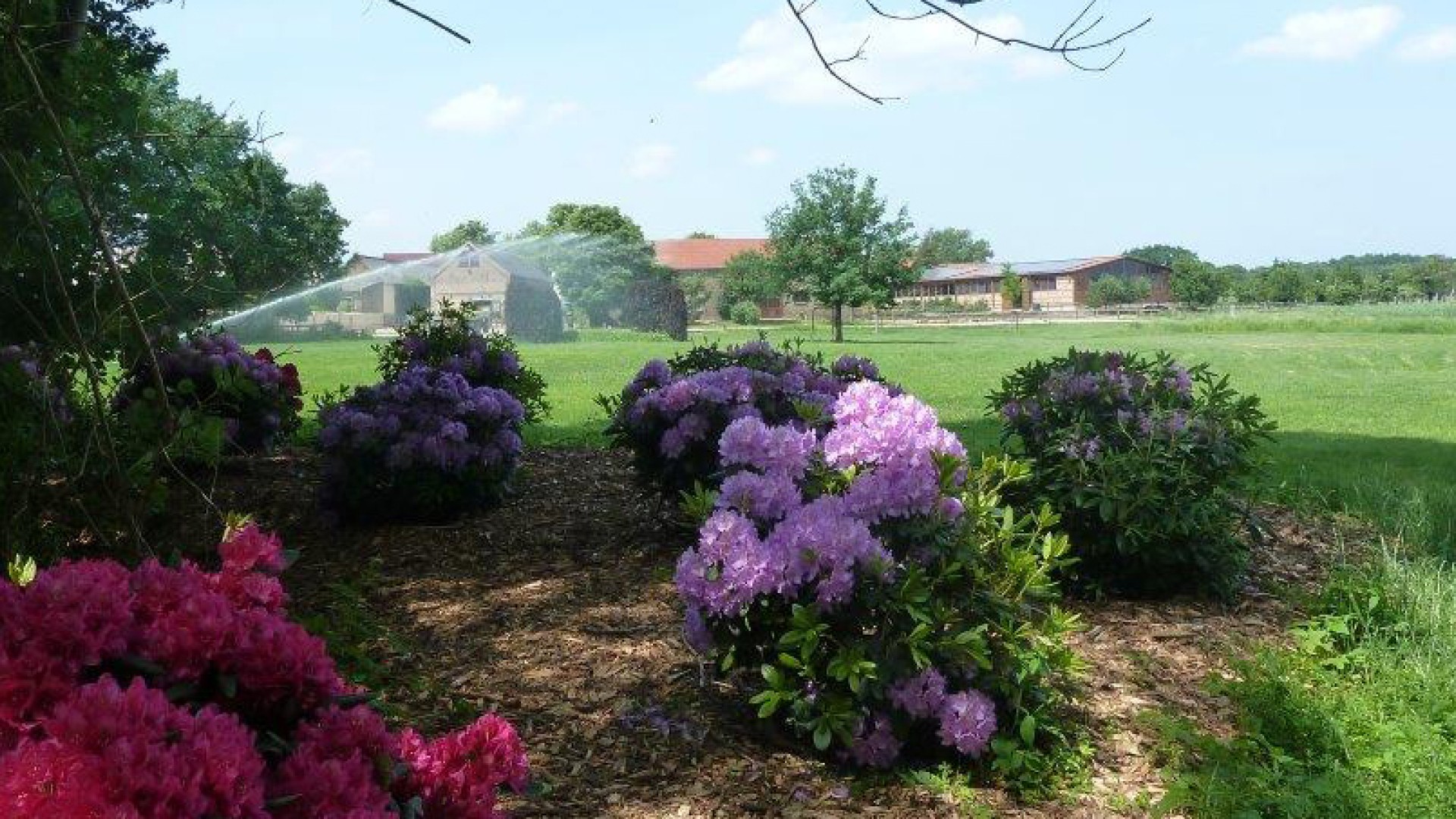 Rhododendren