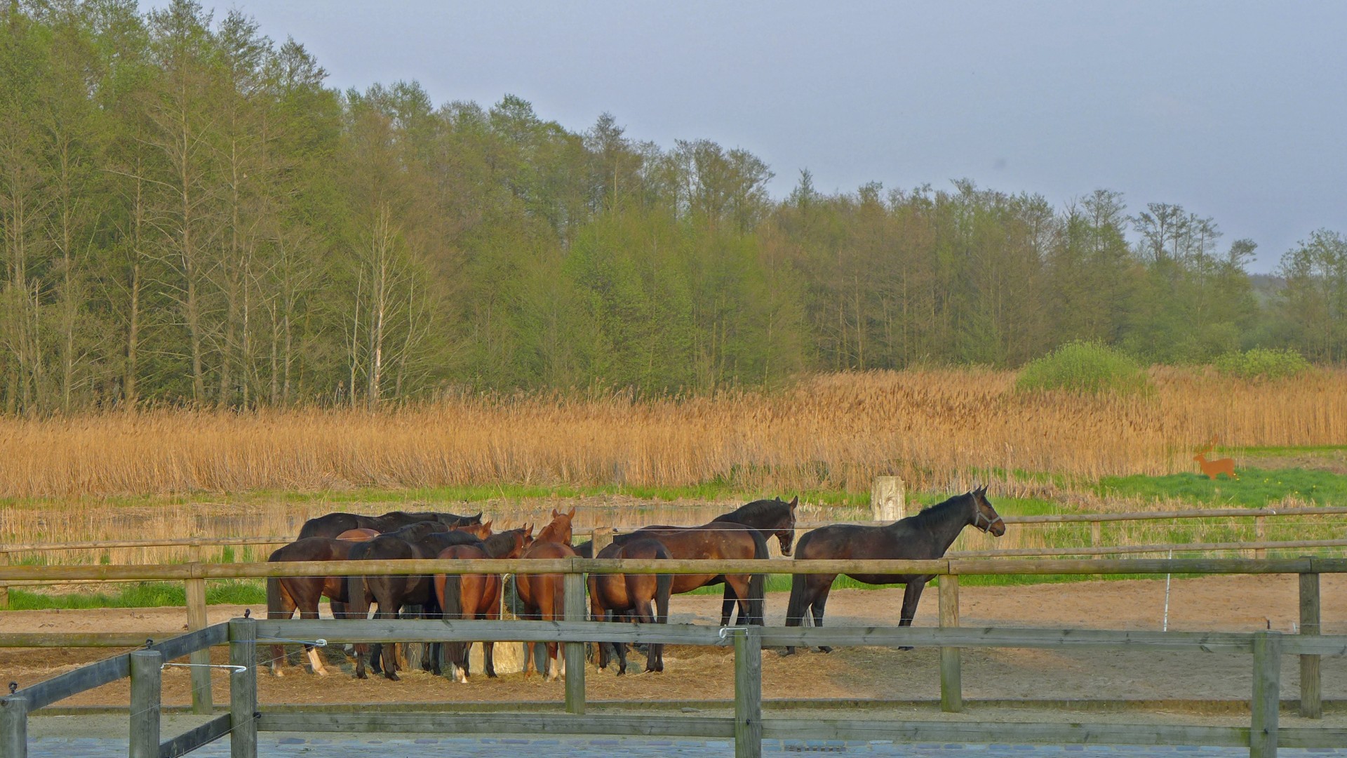 Paddock Naturschutz