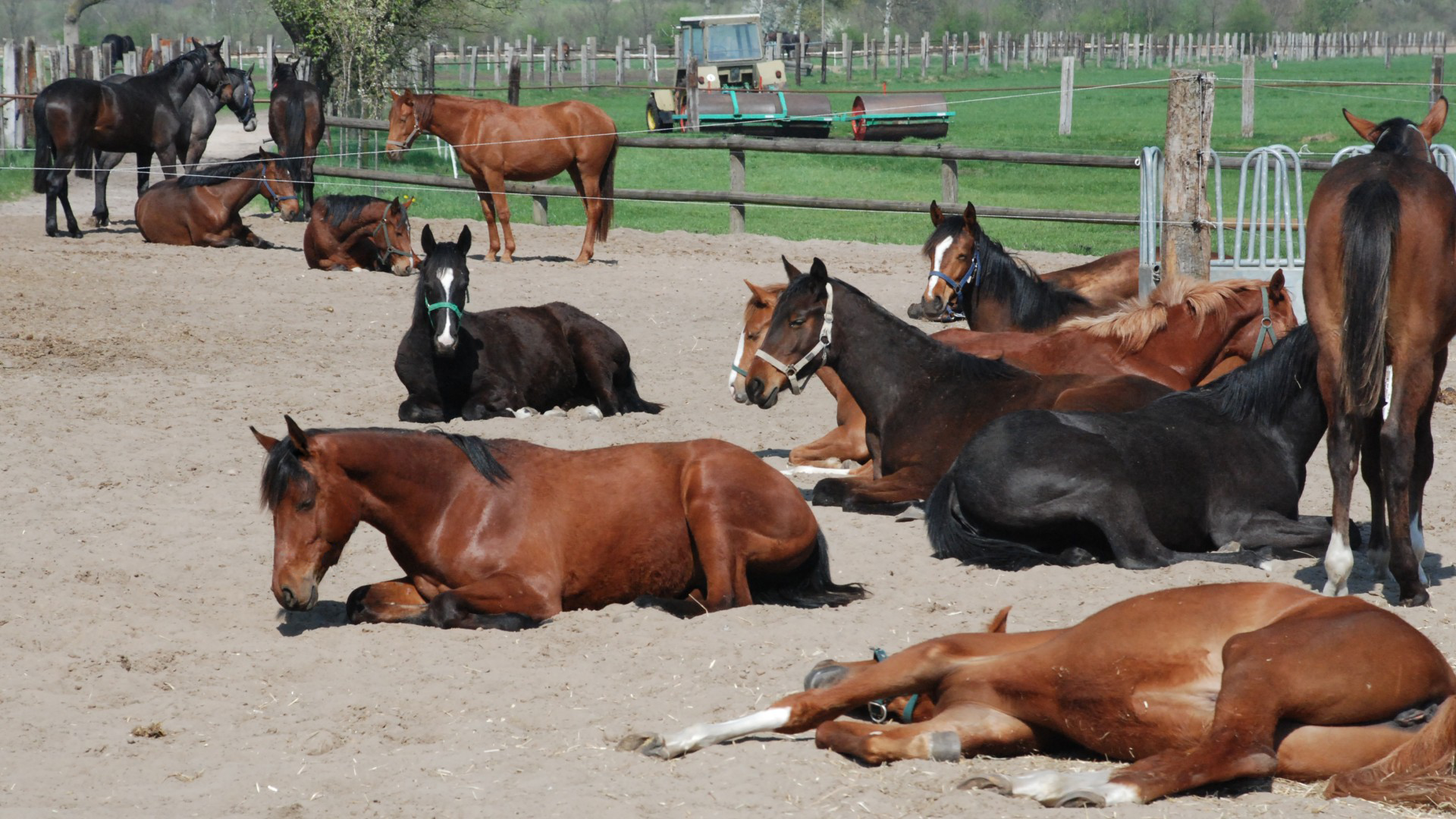 GHF_Bild_liegende_Pferde